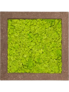 Картина из мха polystone rock 100% reindeer moss 70/70/5 (spring green) 19379