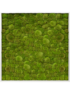 Картина из мха aluminum 100/100/6 100% ball moss