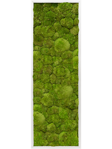 Картина из мха aluminum 40/120/6 100% ball moss