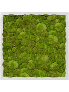 Картина из мха aluminum 40/40/6 100% ball moss