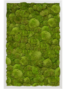 Картина из мха aluminum 40/60/6 100% ball moss