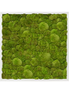 Картина из мха aluminum 60/60/6 100% ball moss