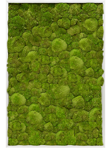 Картина из мха aluminum 80/120/6 100% ball moss