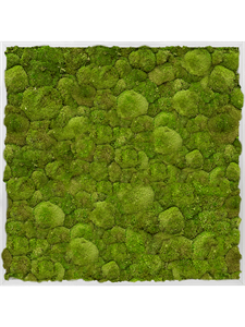 Картина из мха aluminum 80/80/6 100% ball moss
