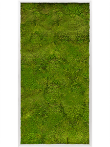 Картина из мха aluminum 60/120/6 100% flat moss