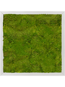 Картина из мха aluminum 40/40/6 100% flat moss