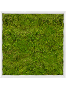 Картина из мха aluminum 60/60/6 100% flat moss