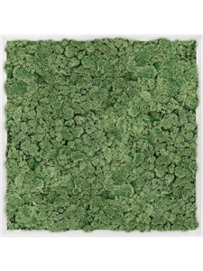 Картина из мха aluminum 100% reindeer moss 60/60/6 (moss green)