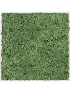 Картина из мха aluminum 100% reindeer moss 80/80/6 (moss green)