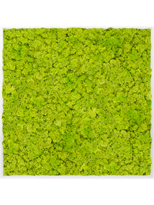 Картина из мха aluminum 100% reindeer moss 120/120/6 (spring green)