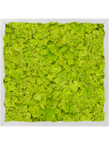 Картина из мха aluminum 100% reindeer moss 40/40/6 (spring green)