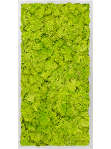 Картина из мха aluminum 100% reindeer moss 40/80/6 (spring green)