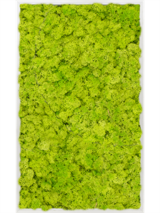 Картина из мха aluminum 100% reindeer moss 60/100/6 (spring green)