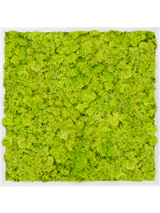 Картина из мха aluminum 100% reindeer moss 60/60/6 (spring green)