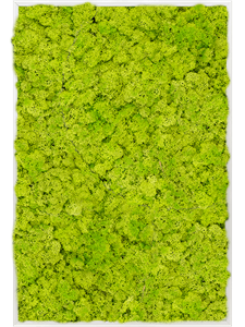 Картина из мха aluminum 100% reindeer moss 80/120/6 (spring green)