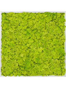 Картина из мха aluminum 100% reindeer moss 80/80/6 (spring green)