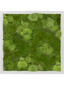 Картина из мха aluminum 40/40/6 30% ball- and 70% flat moss