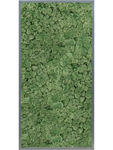Картина из мха mdf ral 7016 satin gloss 100% reindeer moss (moss green)