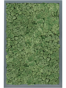 Картина из мха mdf ral 7016 satin gloss 100% reindeer moss (moss green)