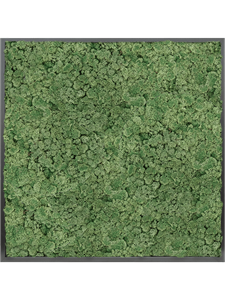 Картина из мха mdf ral 9005 satin gloss 100% reindeer moss (moss green)