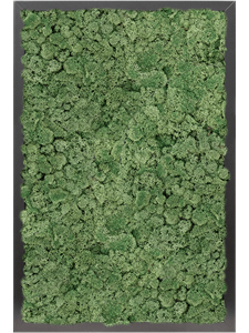 Картина из мха mdf ral 9005 satin gloss 100% reindeer moss (moss green)
