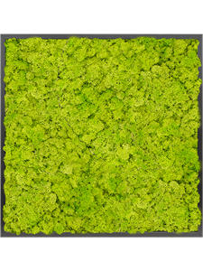 Картина из мха mdf ral 9005 satin gloss 100% reindeer moss (spring green