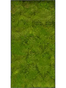 Картина из мха stiel l ral 7016 matt 100% flat moss, 19606 19606