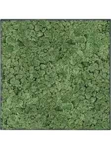 Картина из мха stiel l ral 7016 matt 100% reindeer moss (moss green), 19607 19607