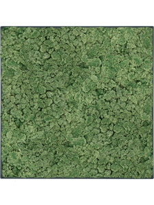Картина из мха stiel l ral 7016 matt 100% reindeer moss (moss green)