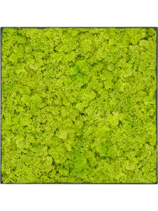 Картина из мха stiel l ral 7016 matt 100% reindeer moss (spring green), 19610 19610