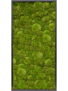 {{photo.Alt || photo.Description || 'Картина из мха mdf ral 9005 satin gloss 100% ball moss 60/120/6 (искусственная) Nieuwkoop Europe'}}