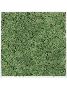 Картина из мха aluminum 100% reindeer moss green (искусственная) Nieuwkoop Europe