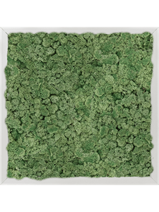 {{photo.Alt || photo.Description || 'Картина из мха aluminum 100% reindeer moss green 40/40/6 (искусственная) Nieuwkoop Europe'}}