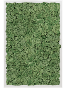 Картина из мха aluminum 100% reindeer moss green 40/60/6 (искусственная) Nieuwkoop Europe