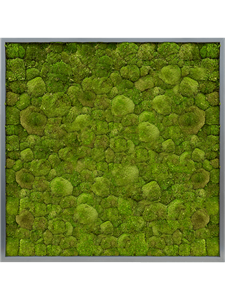 {{photo.Alt || photo.Description || 'Картина из мха mdf ral 7016 satin gloss 100% ball moss (искусственная) Nieuwkoop Europe'}}