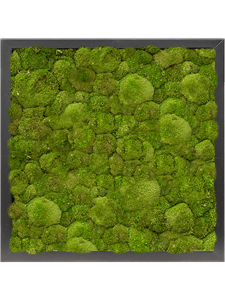 Картина из мха mdf ral 9005 satin gloss 100% ball moss 40/40/6 (искусственная) Nieuwkoop Europe