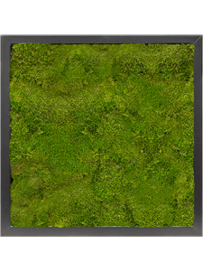 Картина из мха mdf ral 9005 satin gloss 100% flat moss 40/40/6 (искусственная) Nieuwkoop Europe
