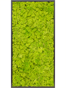 {{photo.Alt || photo.Description || 'Картина из мха mdf ral 9005 satin gloss 100% reindeer moss spring green (искусственная) Nieuwkoop Europe'}}