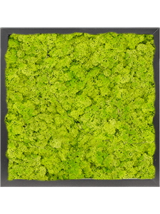 Картина из мха mdf ral 9005 satin gloss 100% reindeer moss spring green 40/40/6 (искусственная) Nieuwkoop Europe