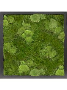 Картина из мха mdf ral 9005 satin gloss 30% ball- and 70% flat moss 40/40/6 (искусственная) Nieuwkoop Europe