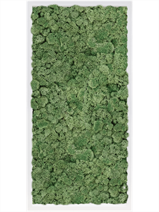Картина из мха mdf ral 9010 satin gloss 100% reindeer moss green (искусственная) Nieuwkoop Europe