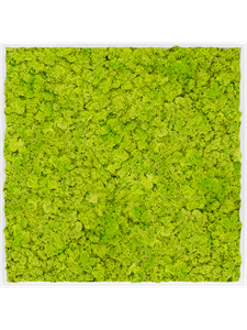 {{photo.Alt || photo.Description || 'Картина из мха mdf ral 9010 satin gloss 100% reindeer moss spring green (искусственная) Nieuwkoop Europe'}}
