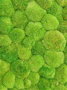 Стабилизированный мох Ball moss light green (bulk = примерно 0,7 m2)