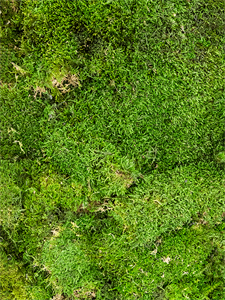 Стабилизированный мох Flat moss forest green (bulk = примерно 2.4 m2)