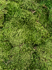 {{photo.Alt || photo.Description || 'Стабилизированный мох Hairmoss forest green (4 windowкоробка = примерно 0,64 m2)'}}