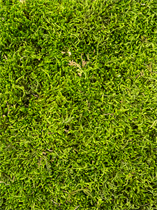 {{photo.Alt || photo.Description || 'Стабилизированный мох Longmoss forest green (4 windowкоробка = ca 1.32 m2)'}}