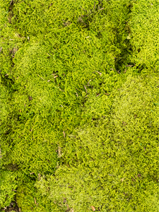 {{photo.Alt || photo.Description || 'Стабилизированный мох Rockmoss light green (4 windowкоробка = ca 1.6 m2)'}}