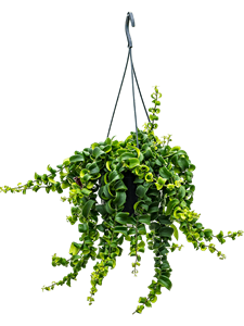 Эсхинантус раста подвесной (Nieuwkoop Europe)