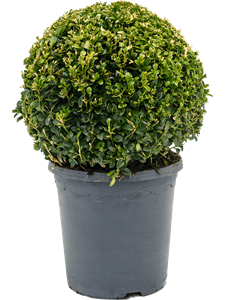 Самшит вечнозелёный шар 45/23 см (Nieuwkoop Europe)