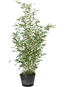 {{photo.Alt || photo.Description || 'Бамбук Phyllostachys Bissetii 150/28 см (Nieuwkoop Europe)'}}